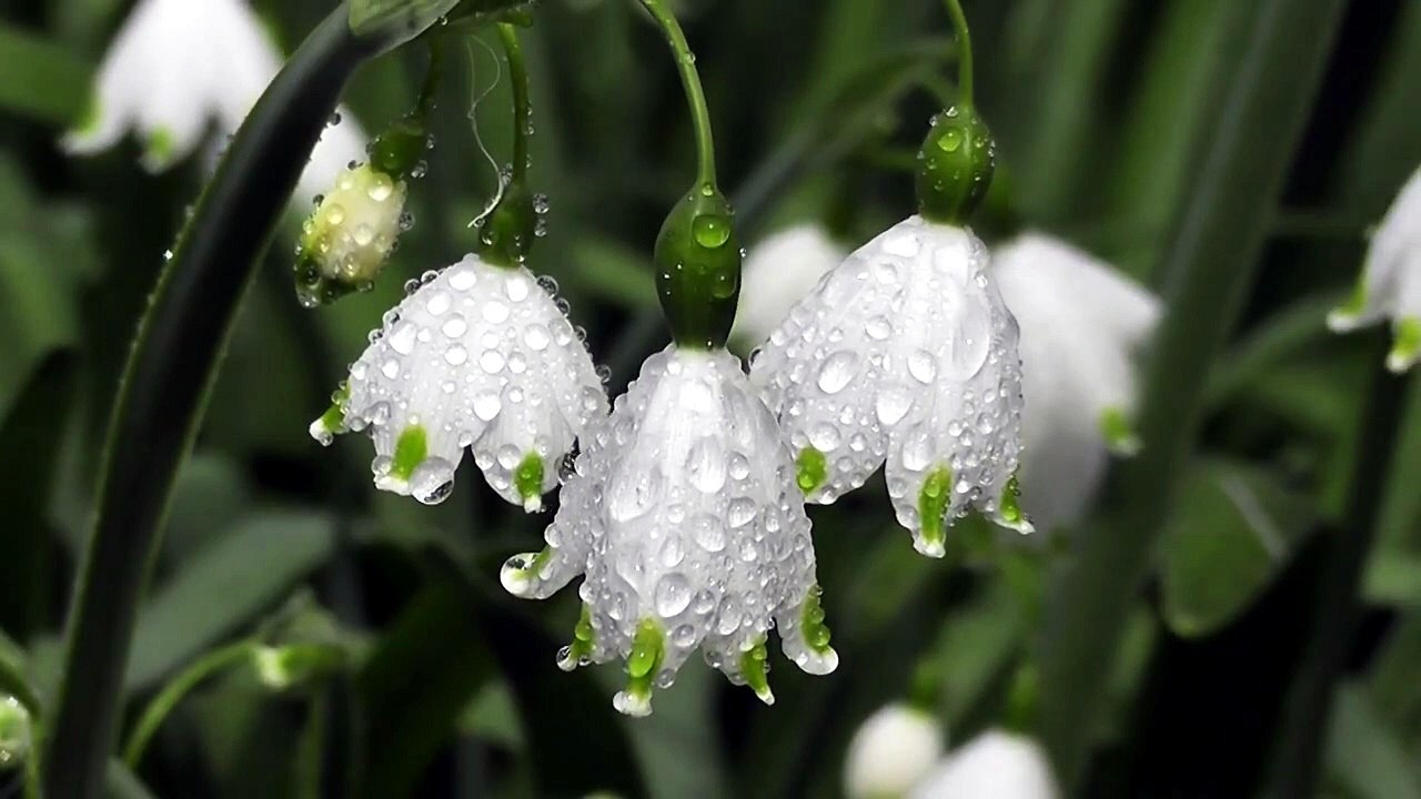 Fleurs couvertes de rosée du matin – Instant de sérénité et de détente 💮