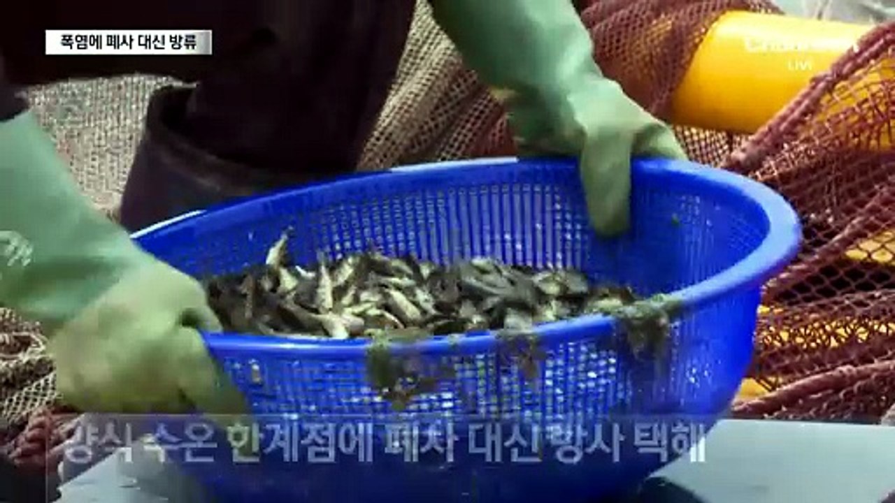 “지켜보는 심정 오죽하겠나”…폭염에 폐사 대신 방류
