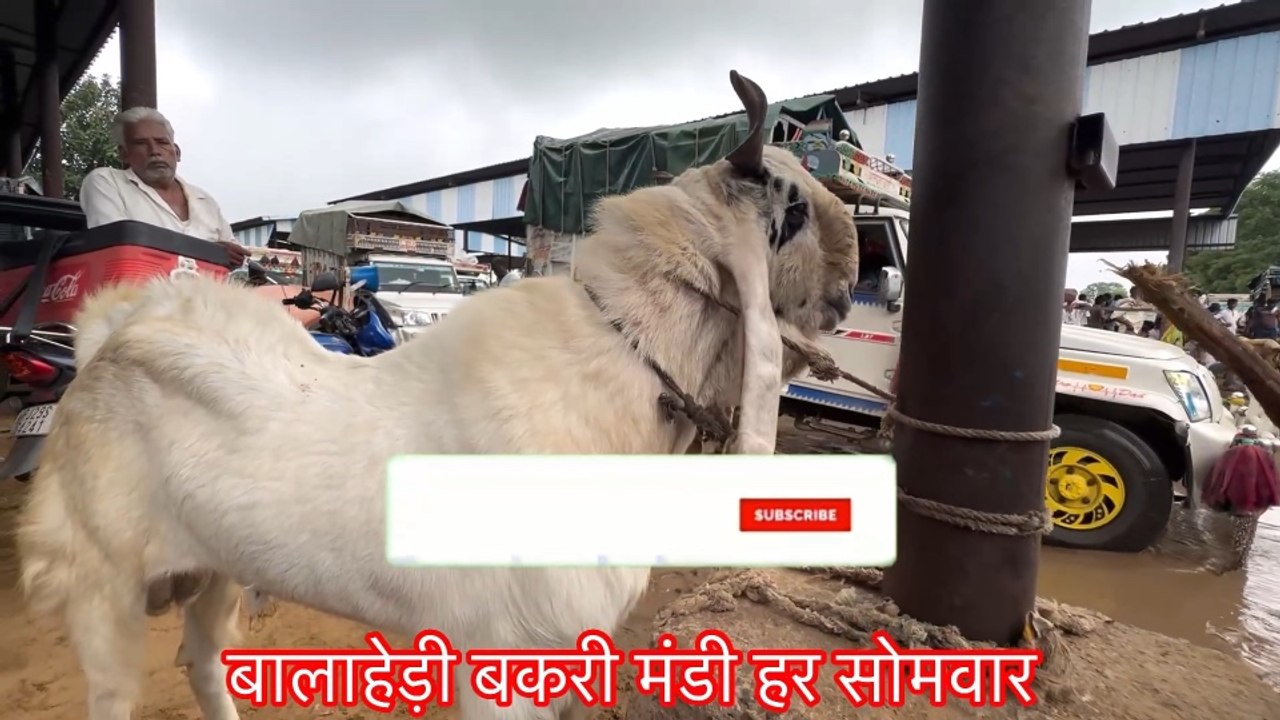 बालाहेड़ी बकरा मंडी में तेज बारिश से बकरे हुए सस्ते 😱 | सबसे बड़ी मंडी | Top Quality Goats 2026