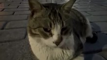 How chill is this Istanbul street cat I met on my night walk_