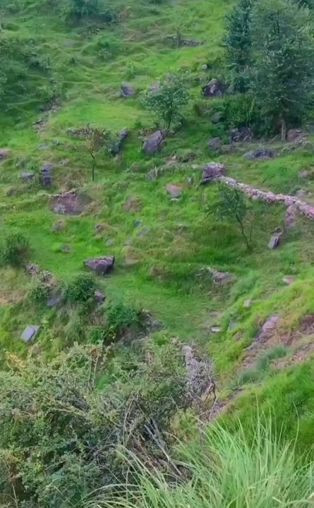 Jackal view