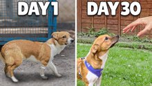 Can we Find this Terrified Rescue Puppy a Forever Home?