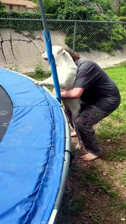 Dogs love to be the center of attention.