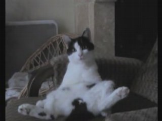 Mon chat est une star