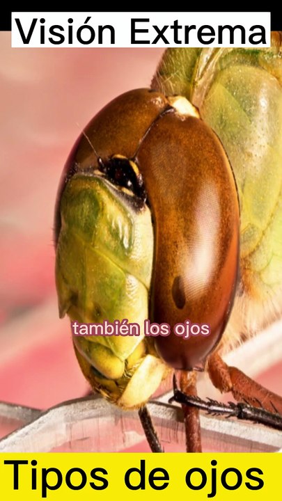 Ojos de Insecto: Visión Extrema