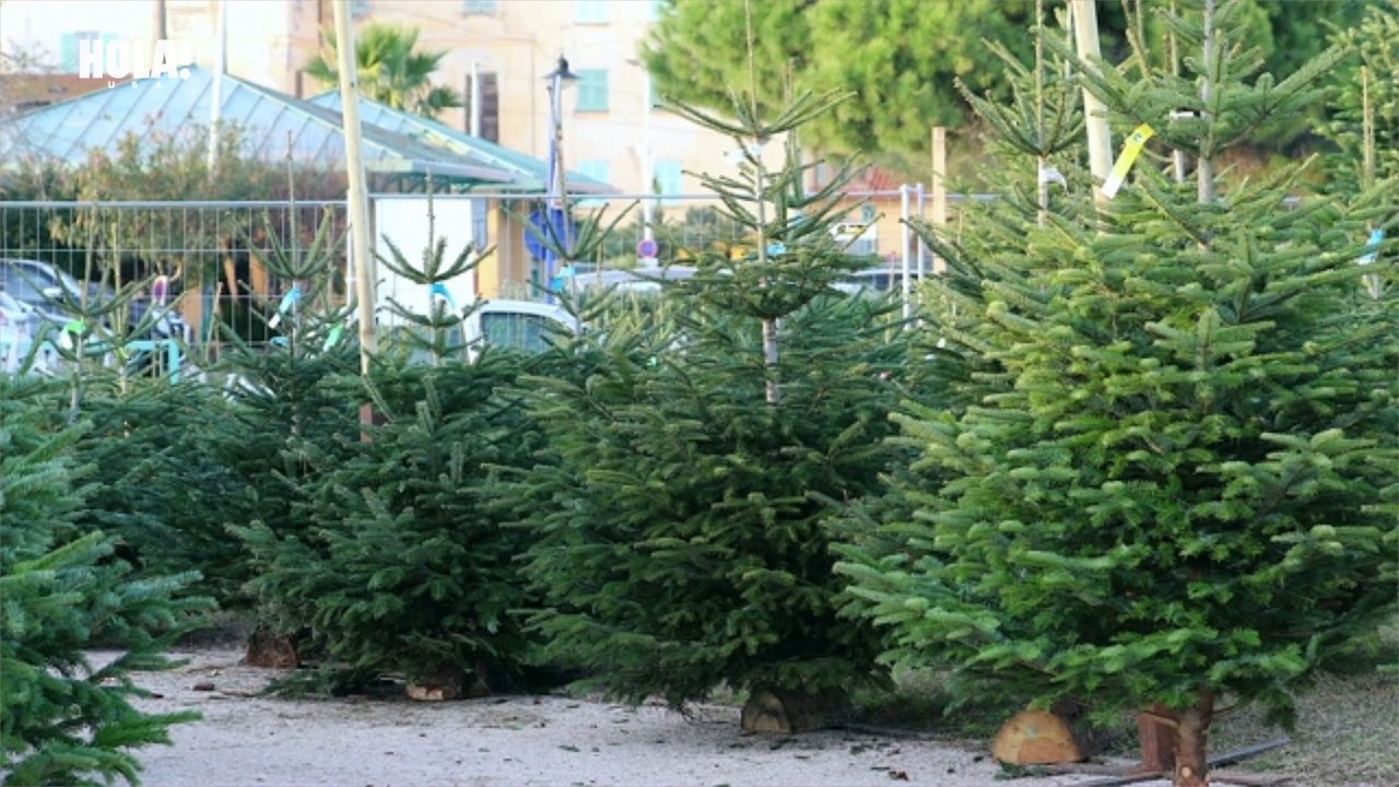 Christmas Trees
