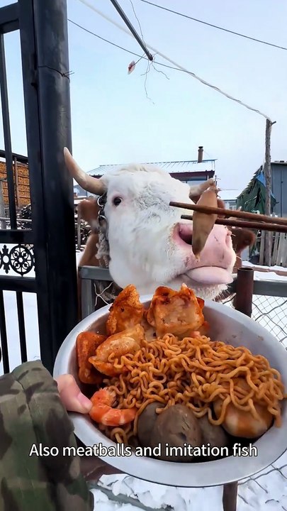 Feeding My Cattle A Special Feast | Spicy Noodles, Prawns & Rice Cakes