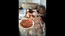 A devout Christian told me cats don't have souls.. These animals have a bigger soul then he has..
