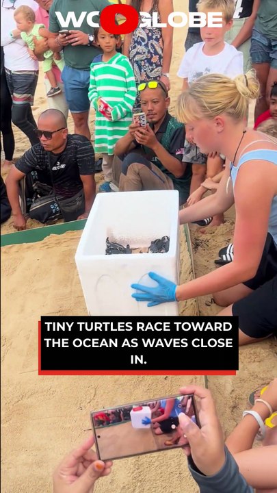 The Baby Turtles' FIRST Steps Toward the Ocean Are Pure Magic