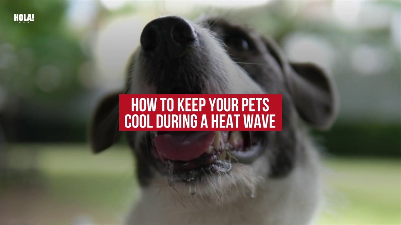 Safety tips: How to keep your pets cool during...