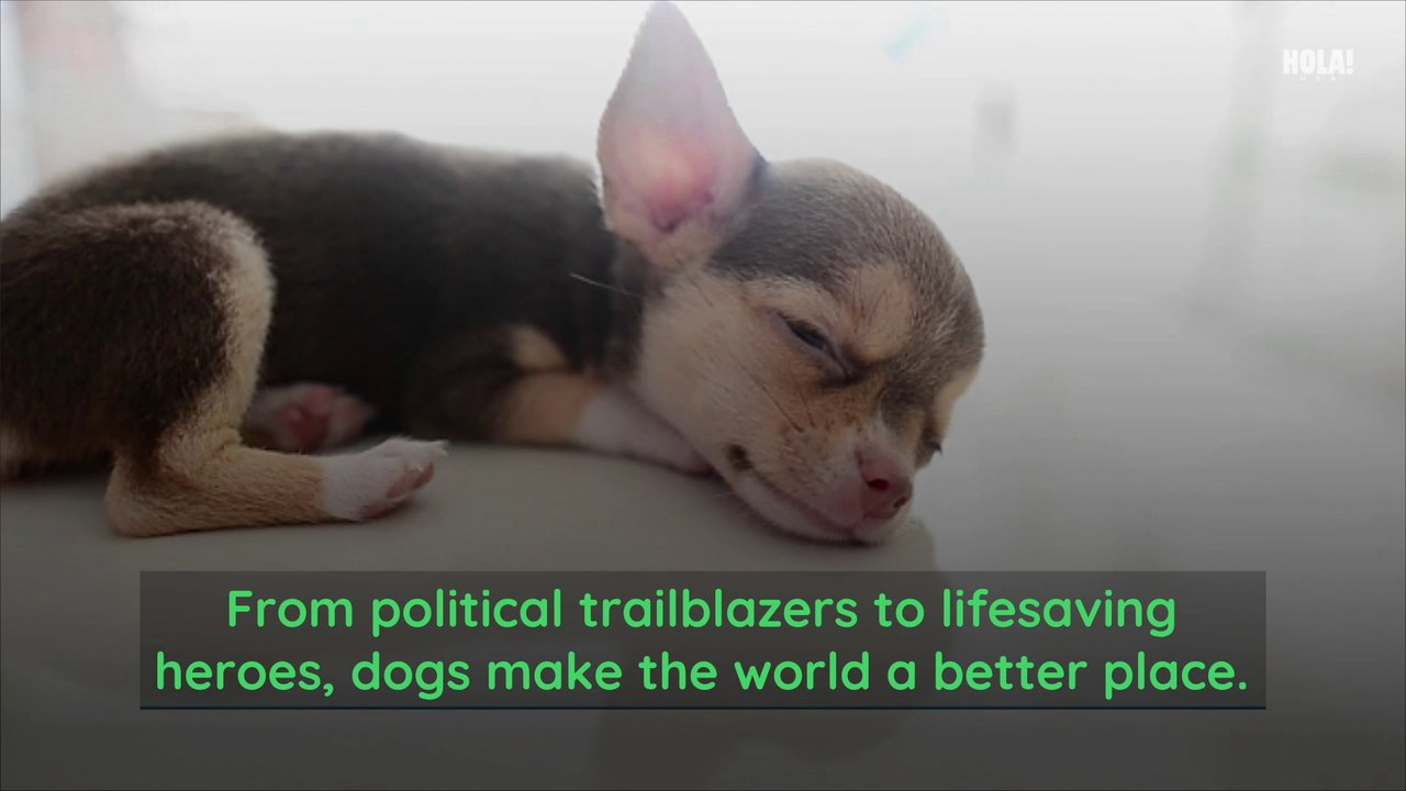 7 Best Dogs Of The Last Decade
