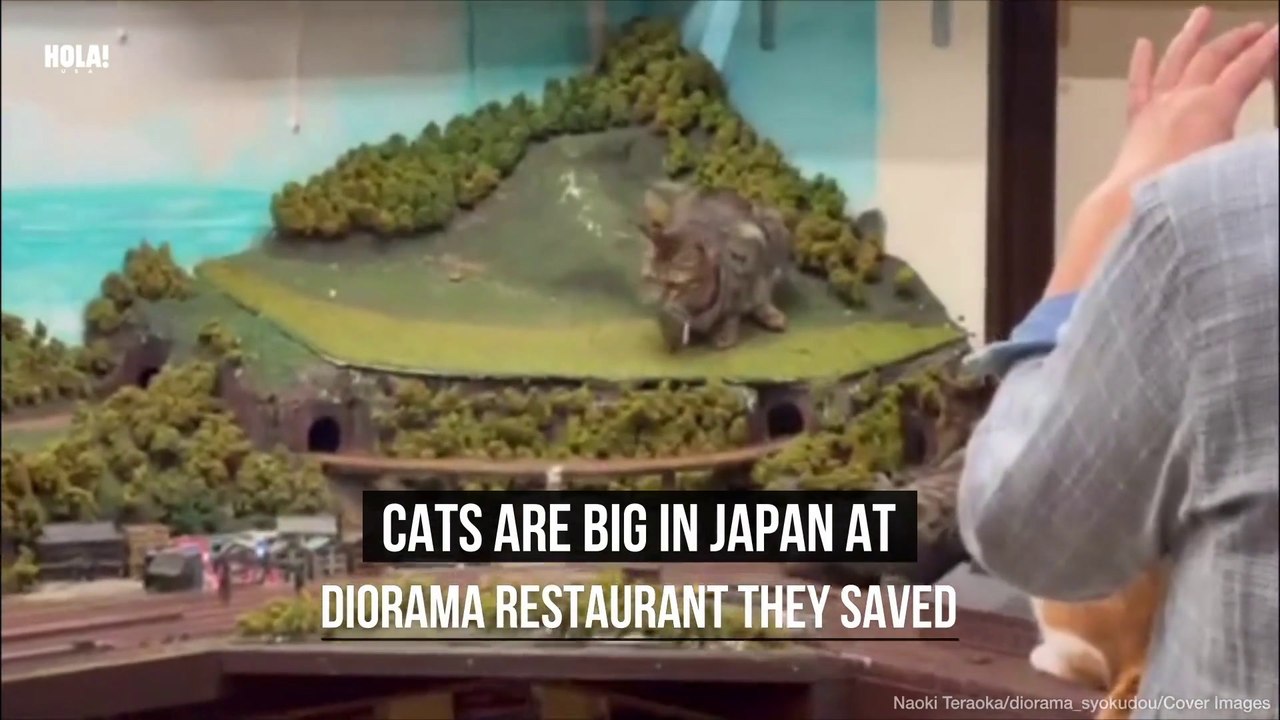 How stray cats saved this Japanese restaurant f...