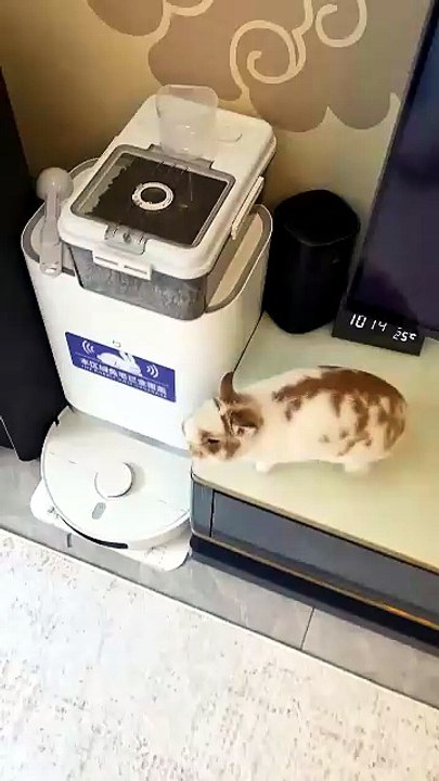 Sui Suis Side by Side Rabbit #CutePetDiary#Rabb...