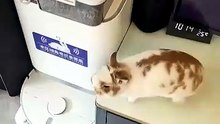 Sui Suis Side by Side Rabbit #CutePetDiary#Rabbit#Side by SideRabbit
