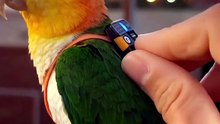 GoPro- A birds-eye view #parrot #birds #gopro #party #pov.mp4
