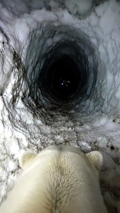 The Secret Polar Bear Club