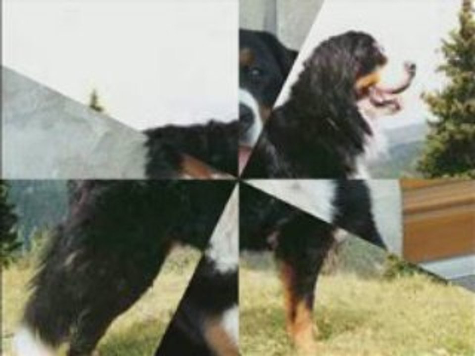 Bouvier bernois, Beck - I've Got A Feeling