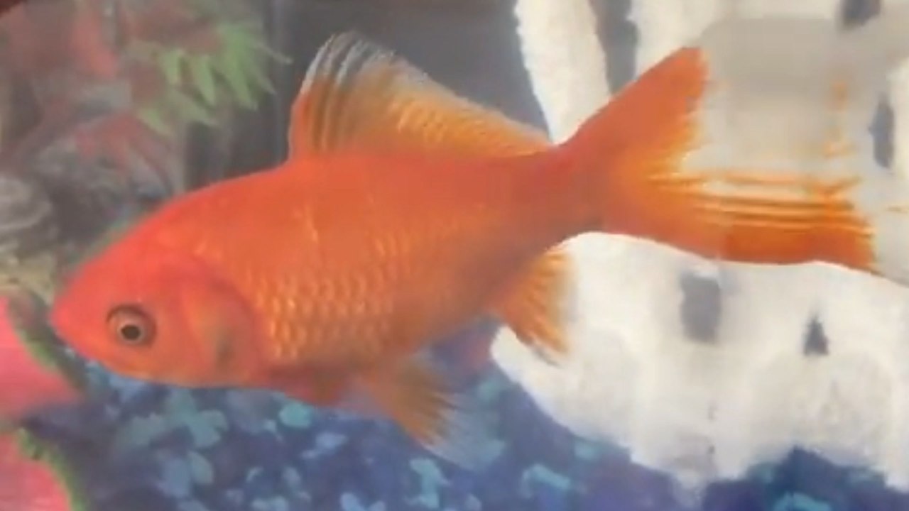 Amy Schumer welcomes Goldie Hawn into her home...