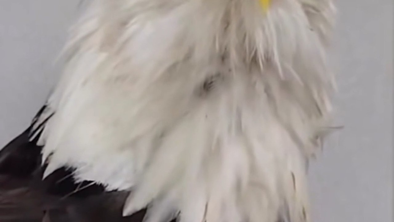 Beloved Big Bear Bald Eagle Jackie Dies at 14