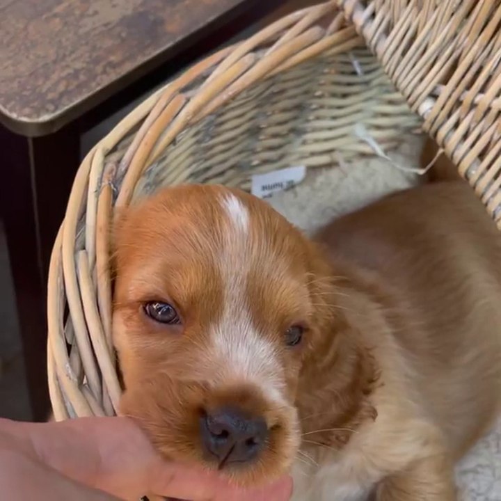 David Walliams shared adorable video of puppy