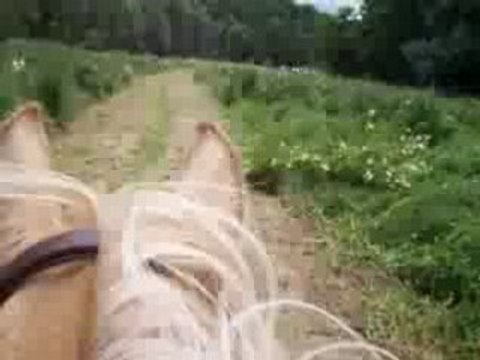 Lise et Audrey à cheval au galop 2