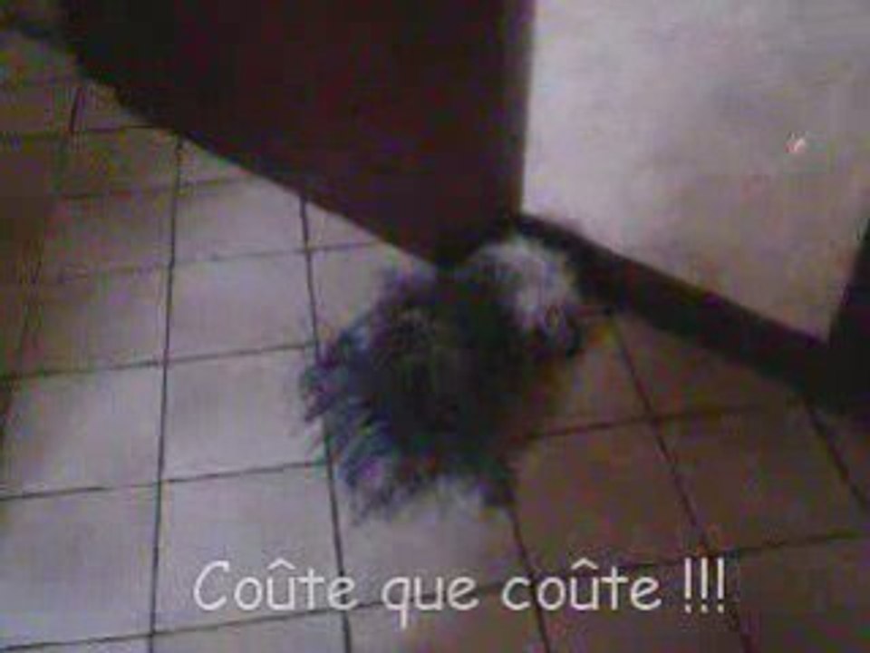 Gag - toutou maltraité
