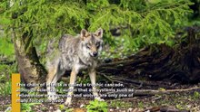 Wolves as Key Shapers of Ecosystems