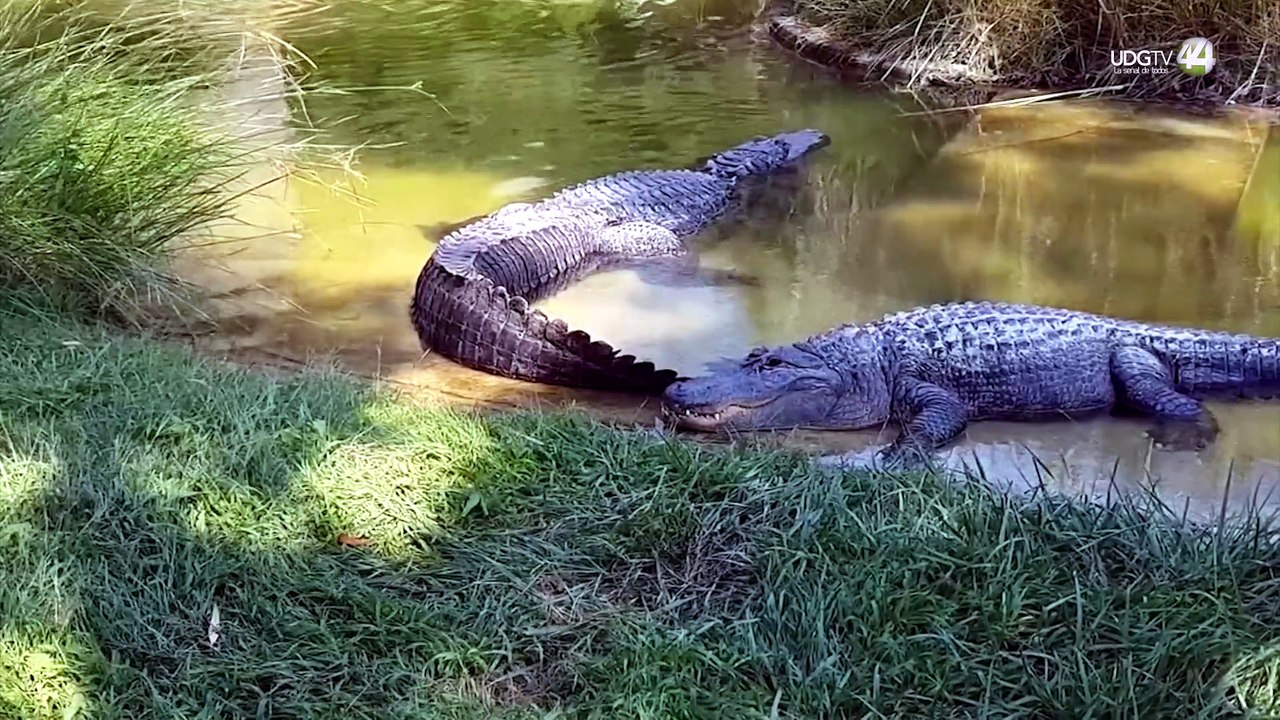 Suman 11 sacrificios de cocodrilos americanos en Puerto Vallarta y hasta ahora SEMADET reacciona