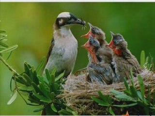 Mustafa Cihat Amenna Tut Elimizden