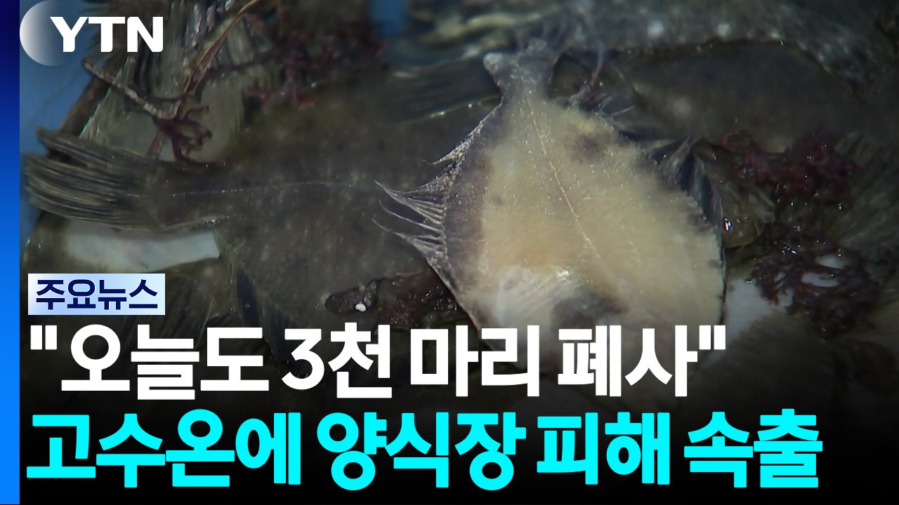 "오늘도 3천 마리 폐사" 고수온에 양식장 피해 속출 / YTN