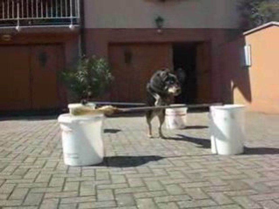 Tara saut d'obstacle