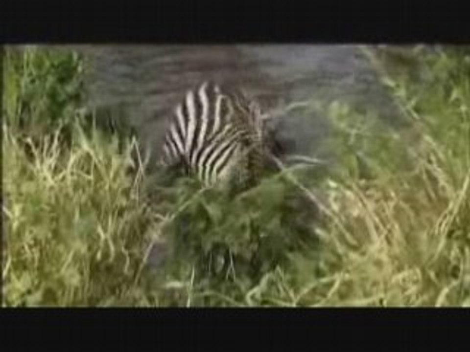 ZEBRE vs LION