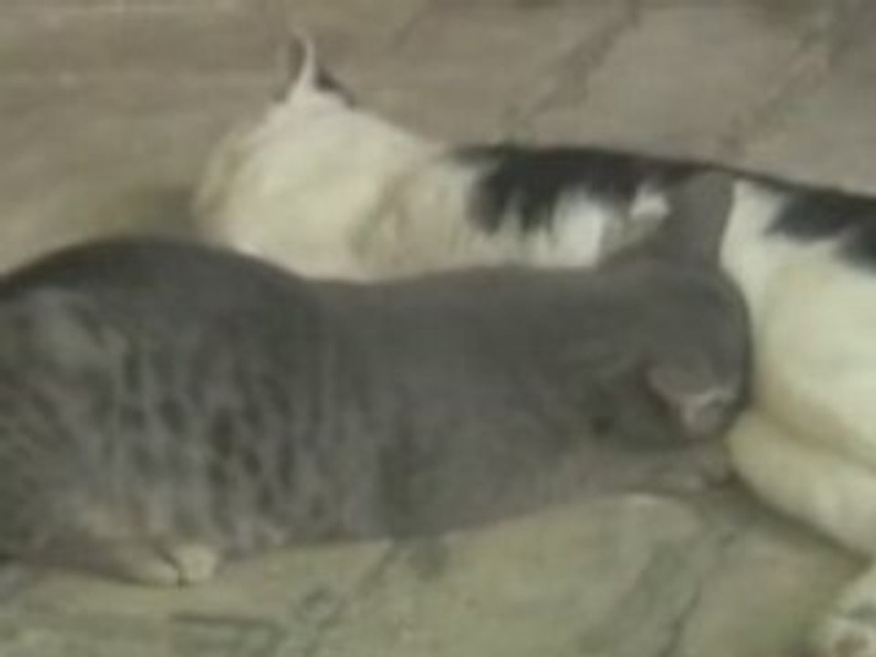 Gatti