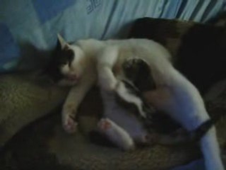 Luna et Youffie