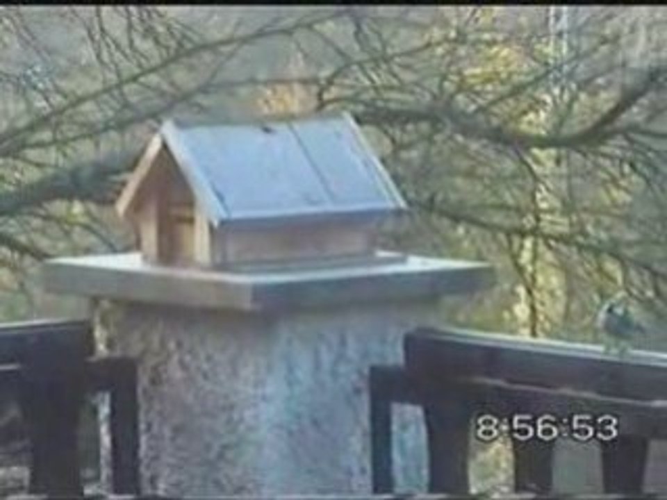 Sunny & Jimmy - white flag