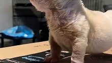I am wolf. Hear me howl 😂🐺