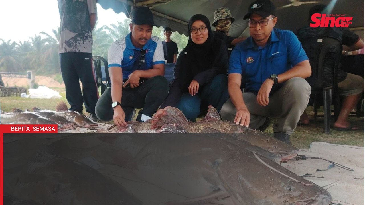 Baung ekor merah gergasi 31kg tewas