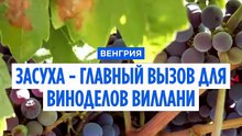 Венгрия: засуха бьёт по урожаю винограда в знаменитом регионе Виллань