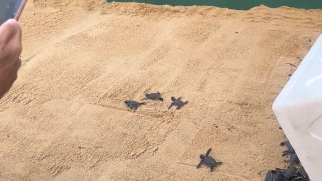 Large Gathering Observes Charming Baby Turtles Heading to the Sea