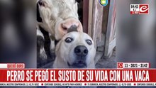 Se pegó el susto de su vida y su reacción se hizo viral