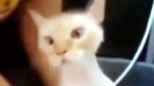 White Cat Sound 😸😸😸