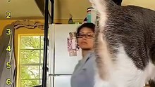 Best Moment Kiss Your Cat 😸😍😍😍
