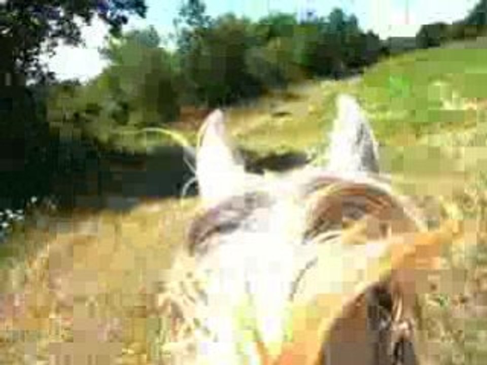 galop dans un champs