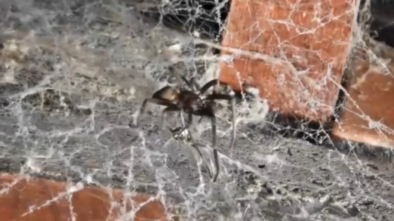what is a sydney funnel web spider
