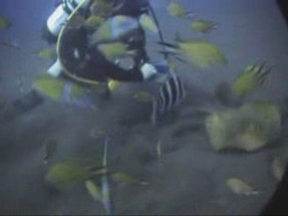 Los Gigantes - Canary islands - scuba diving