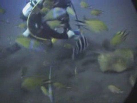 Los Gigantes - Canary islands - scuba diving