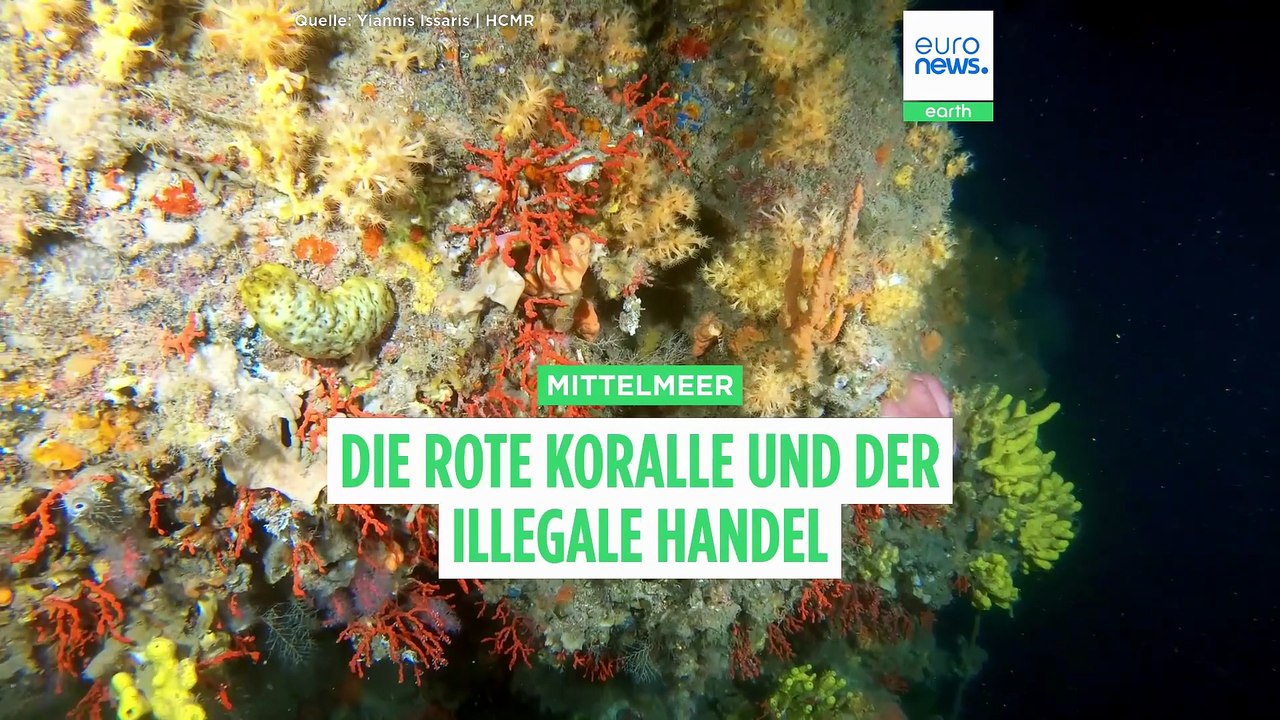Nachrichten des Tages | 11. August 2026 - Mittagsausgabe