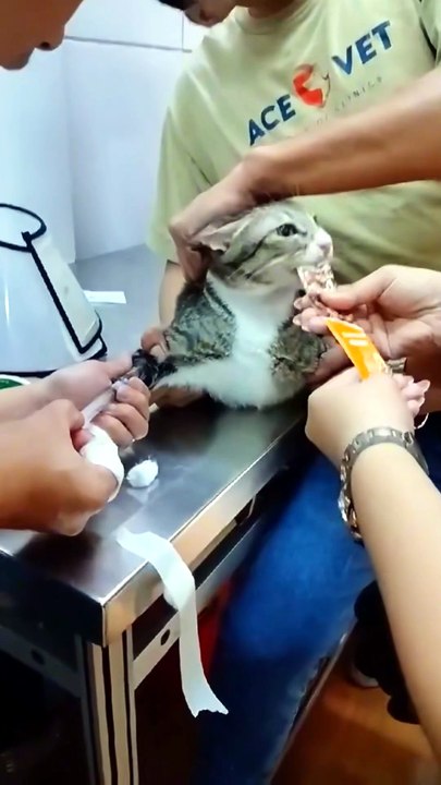 Cats Lovers Amazing  #fry #cat #cats