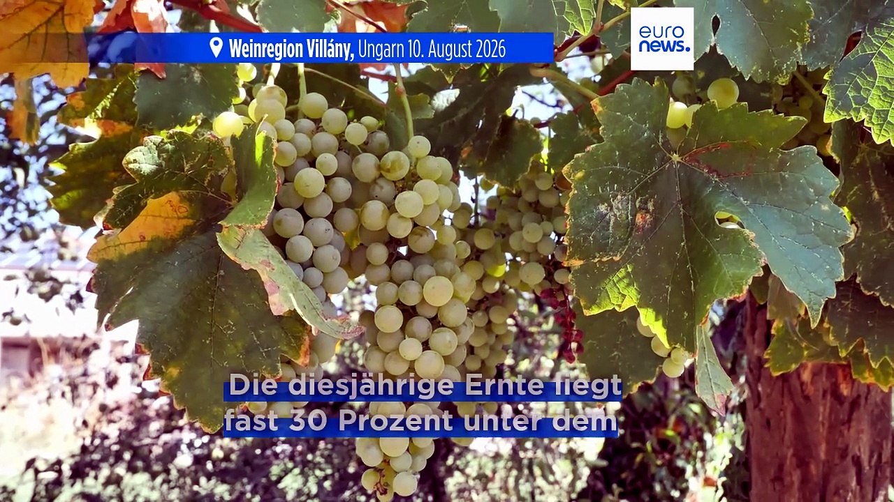 Dürre setzt Ungarns Weinbau und Landwirtschaft massiv unter Druck