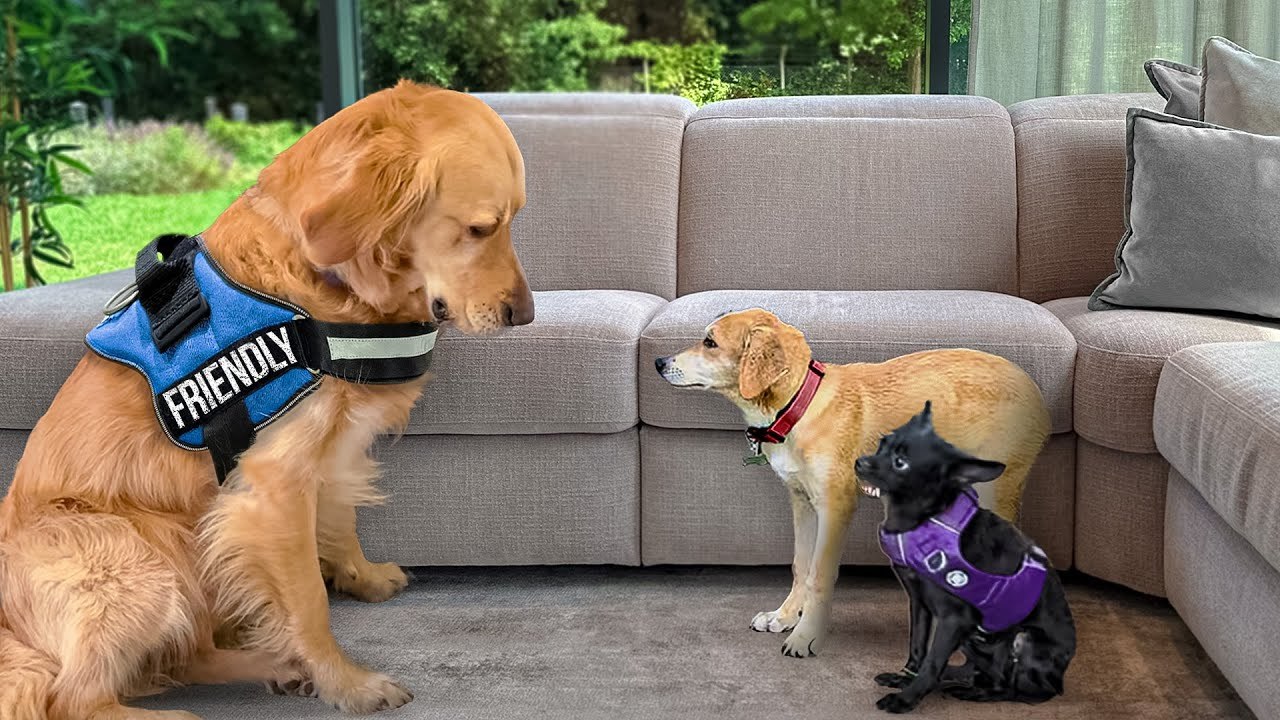 Watch How our Golden Retriever Handles Two Nervous Rescue Puppies